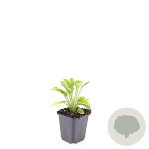 Echinacea p. 'White Swan' GM P9