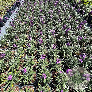 Erysimum 'Bowles' Mauve' GM 2,0L