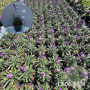 Erysimum 'Bowles' Mauve' GM 2,0L