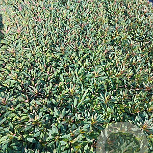 Euphorbia amygdal. 'Purpurea' GM 2,0L