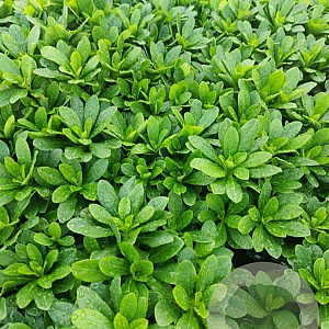 Euphorbia amygdal. robbiae GM 2,0L