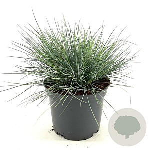 Festuca glauca 'Elijah Blue' 20-25 cm 2,0L