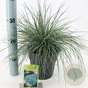 Festuca glauca 'Elijah Blue' 20-25 cm 2,0L