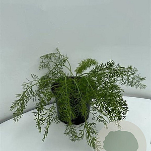 Foeniculum vulgare GM 2,0L