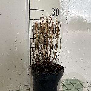 Gaura l. 'Siskiyou Pink' GM 2,0L