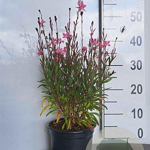 Gaura l. 'Siskiyou Pink' GM 2,0L