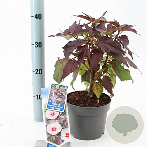 Digitalis purp. Excelsior Hybrids 30-40 cm 2,0L