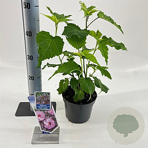 Hibiscus m. Carousel Pink Candy 30-40 cm 2,0L