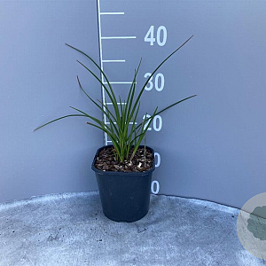 Kniphofia 'Papaya Popsicle' GM 2,0L