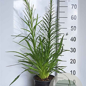 Liatris spicata GM 2,0L