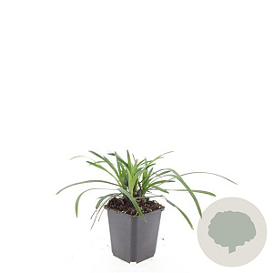 Liriope muscari 'Big Blue' GM P9