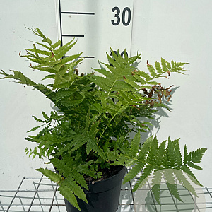 Matteuccia struthiopteris GM 2,0L