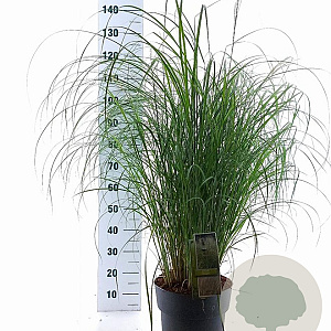 Miscanthus sin. 'Adagio' 70-90 cm 12L