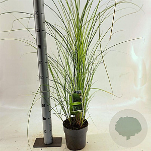 Miscanthus sin. 'Gracillimus' 40-70 cm 3,0L