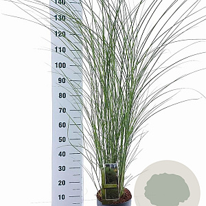 Miscanthus sin. 'Gracillimus' 50-80 cm 6,5L