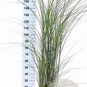 Miscanthus sin. 'Gracillimus' 60-100 cm 12L