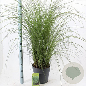 Miscanthus sin. 'Gracillimus' 60-100 cm 12L