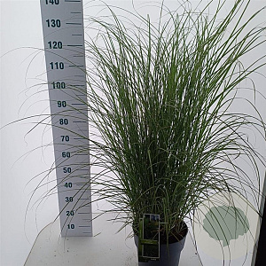Miscanthus sin. 'Gracillimus' 60-100 cm 12L