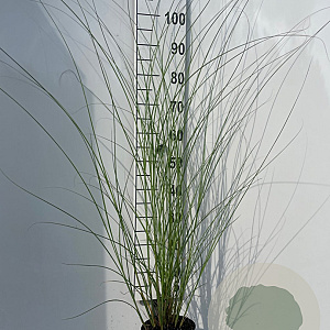 Miscanthus sin. 'Kleine Fontäne' GM 2,0L