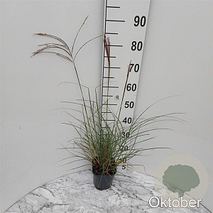 Miscanthus sin. 'Kleine Silbersp.' GM 2,0L
