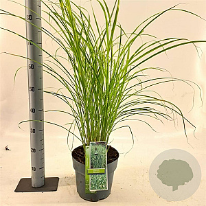 Miscanthus sin. 'Strictus' 50-80 cm 6,5L