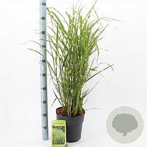 Miscanthus sin. 'Strictus' 50-80 cm 6,5L