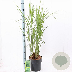 Miscanthus sin. 'Strictus' 50-80 cm 6,5L
