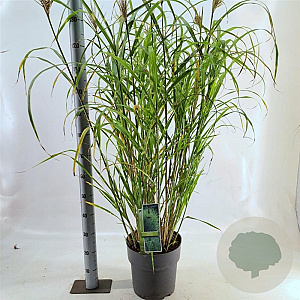 Miscanthus sin. 'Zebrinus' 60-100 cm 12L