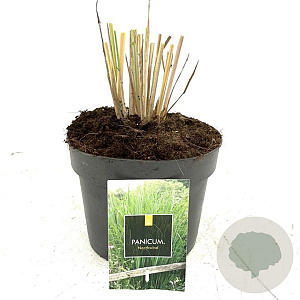 Panicum virgatum 'Northwind' GM 2,0L