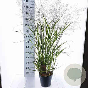 Panicum virgatum 'Squaw' 60-90 cm 6,5L