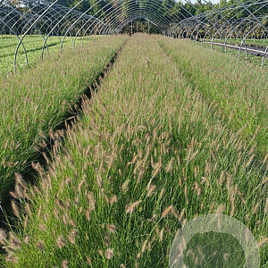 Pennisetum al. 'Hameln' GM P9