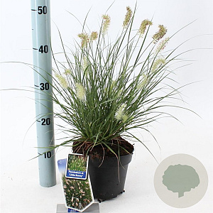 Pennisetum al. 'Little Bunny' 25-30 cm 2,0L