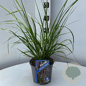 Pennisetum alopecuroides viridesc. 25-30 cm 2,0L