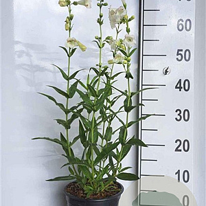Penstemon 'White Bedder' GM 2,0L