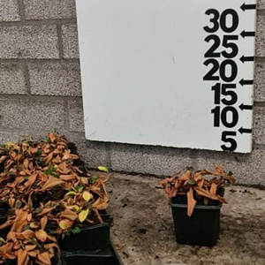 Persicaria aff. 'Superba' GM 2,0L