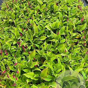 Persicaria a. 'Speciosa' GM 2,0L