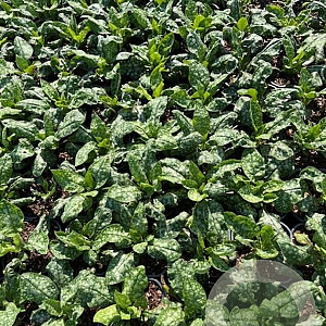 Pulmonaria off. 'Sissinghurst White GM 2,0L