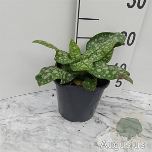 Pulmonaria off. 'Sissinghurst White GM 2,0L