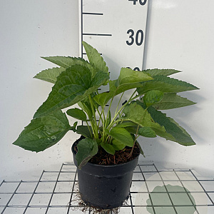 Rudbeckia f. 'Goldsturm' GM 2,0L