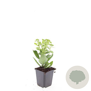 Sedum 'Herbstfreude' GM P9