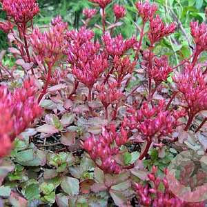 Sedum spurium 'Fuldaglut' GM 2,0L