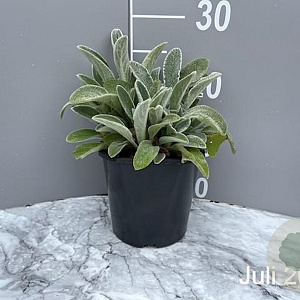 Stachys byzantina GM 2,0L