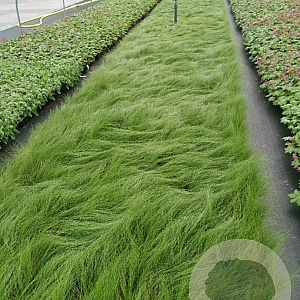 Stipa tenuissima 'Ponytails' GM P9