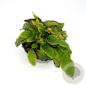 Symphytum grand. 'Wisley Blue' GM 2,0L