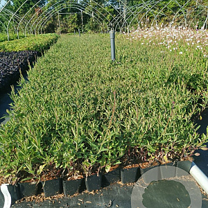 Verbena bonariensis GM P9