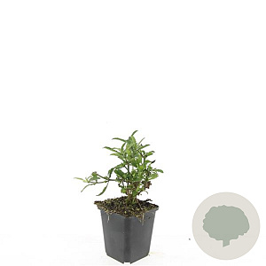 Verbena bonariensis GM P9