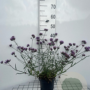 Verbena bon. 'Lollipop' GM 2,0L