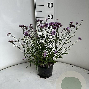 Verbena bon. 'Lollipop' GM 2,0L