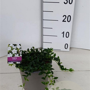 Vinca minor 'Gertrude Jekyll' 30-40 cm P15