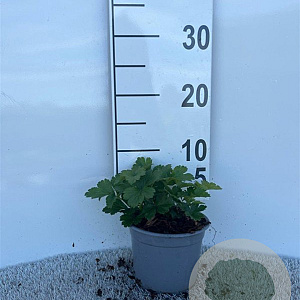 Waldsteinia ternata plantgoed C1.3